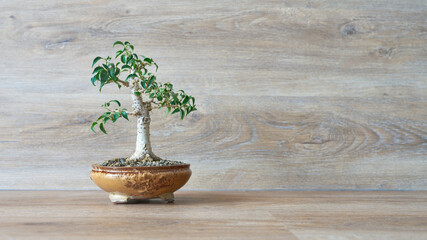 Birkenfeige, Ficus Benjamina als Bonsai vor einem Hintergrund aus Holz mit Textfreiraum auf der rechten Seite