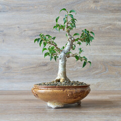 weeping fig, Ficus Benjamina as bonsai against a background of wood