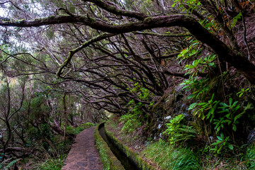 Washing of the 25 sources near Paul de la Serra in Madeira