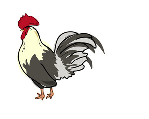 Rooster