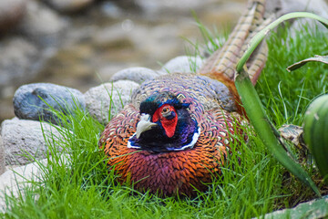 pheasant in the grass