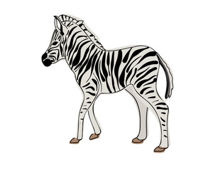 Zebra