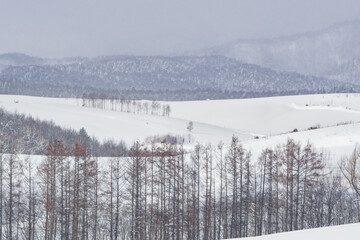 冬の美瑛の丘  北海道美瑛町の観光イメージ
