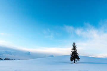 冬のクリスマスツリーの木  北海道美瑛町の観光イメージ