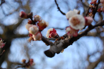 Fiori di pesco