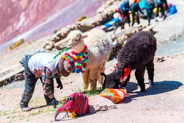 Photo sur Plexiglas Vinicunca portrait of dressed alpacas at vinicunca mountain, peru