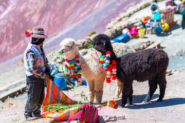 portrait of dressed alpacas at vinicunca mountain, peru