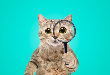 Portrait of a funny curious cat scottish straight looking through a magnifying glass on a blue...