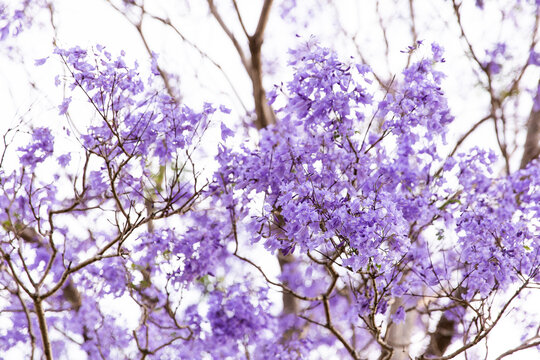 Jacaranda flowers