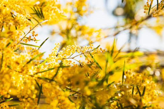 green and gold wattle
