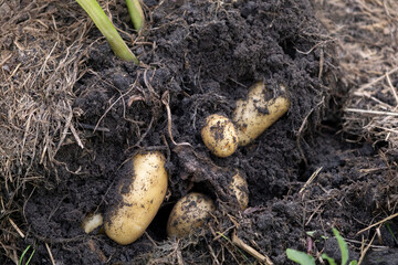 fresh organic potatoes in the organic farm on field.  Potatoes with roots in soil dirt.