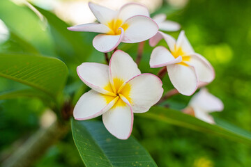 Obraz na płótnie Canvas Frangipani - tropische Blume