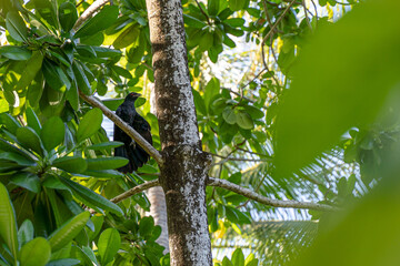 indischer Koel in den Bäumen
