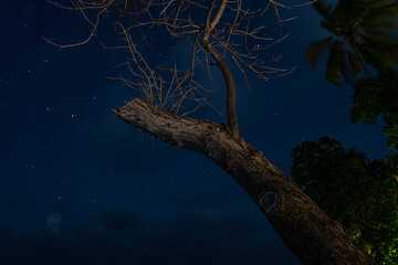 toter Baum mit Sternenhimmel
