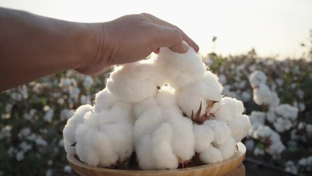 Close-up of a pile of cotton bolls against a cotton field as the camera pans over it. agricultural business