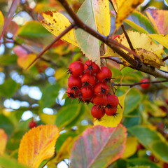 Beeren