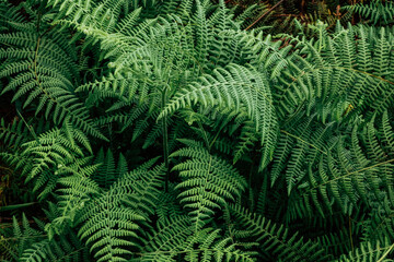 Fern Nature plant green leaves and stems, dark color wallpaper background
