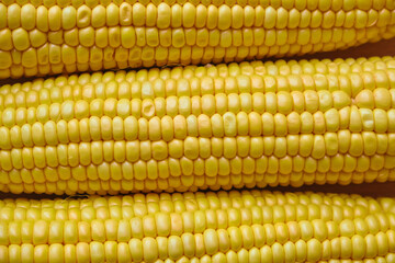 Fresh yellow juicy peeled corn close-up, corn background. Popcorn production
