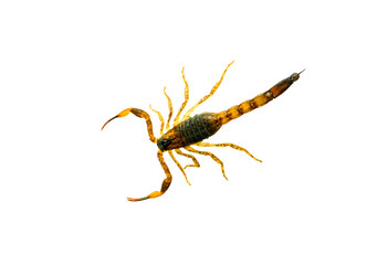 Brown Scorpion in front of a white background.