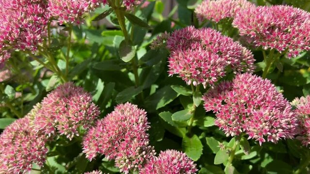 Close-up of the clusters with flowerbuds and foliage of Hylotelephium spectabile. Sedum spectabile or Hylotelephium spectabile on flowerbed.