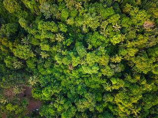 Tropical mountain rainforest with various tree nature landscape background