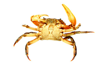 Crab (Field crab) Isolated on white background.