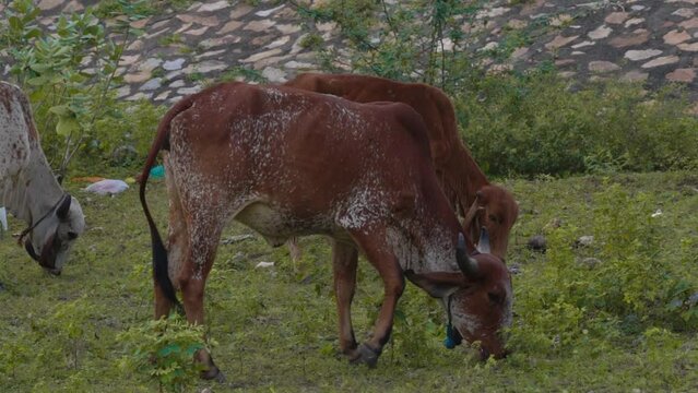 group of cow eating grass in grass field, Cattle background, domestic indian animals 