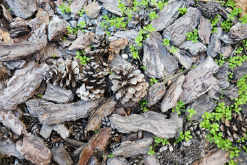 background of dry tree bark and cones