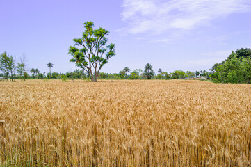field of wheat