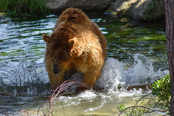 brown bear in water
