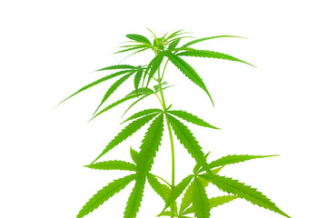 Marijuana leaves cannabis plants isolated on white background