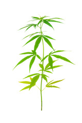 Fototapeta premium marijuana leaves cannabis plants isolated on white background.