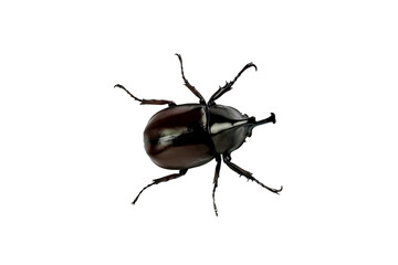 The Asiatic coconut palm rhinoceros beetle insect isolated on white background.