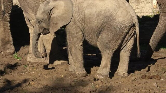 One african elephant cub (loxodonta africana) standing inbetween adults