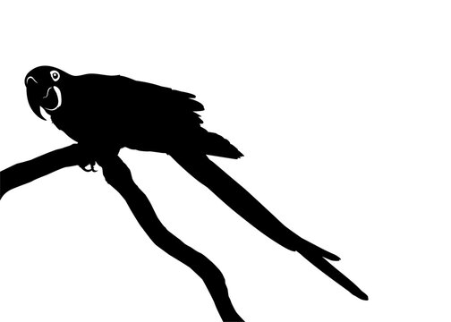 recommend clip art: Sitting (Standing) Macaw Bird Silhouette for Logo, Pictogram, Art Illustration, Website or Graphic Design Element.  Vector Illustration