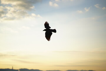 까마귀 crow