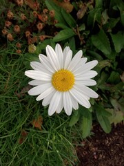 white daisy flower