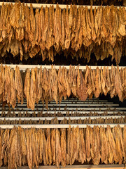 Details of tobacco leaves drying at tobacco factory in Breña Alta (La Palma)