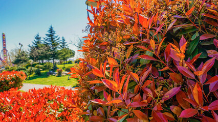 Red Taiwanese Photinia in nature.