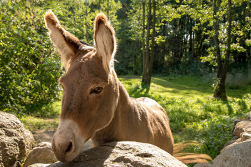 cute donkey peeking out of the stone fence