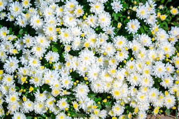 White flowers close up. Bouquet of light daisy flowers. City flower beds, a beautiful and well-groomed garden with flowering bushes.