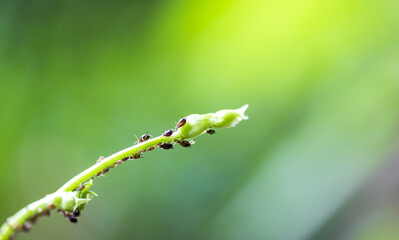 young shoots of the bean plant are destroyed by aphids.