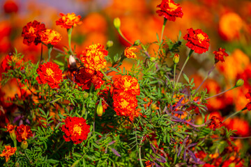 Red and orange flowers close up. Bouquet of yellow flowers. City flower beds, a beautiful and well-groomed garden with flowering bushes.