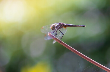 Dragonflies perching on leaves. Dragonflies in natural habitats. Beautiful natural scenery with dragonflies.