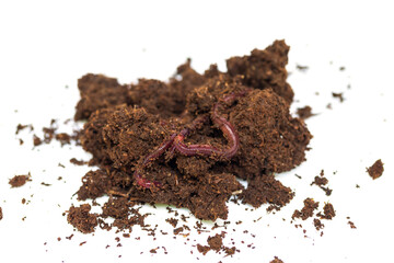 Earthworm moving on the fertile soil. Dendrobaena is a burrowing annelid worm that lives in the soil, if many in the soils, that soil are rich in organic matter. Earthworms as bait for fishing.