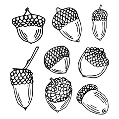 hand draw set oak acorn, black and white sketch. Ideal for autumn illustration, post card and other design