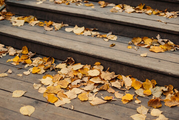 Fallen leaves on a wooden staircase