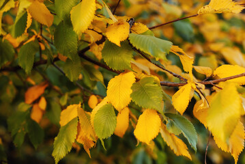 Yellowed leaves on a tree in autumn