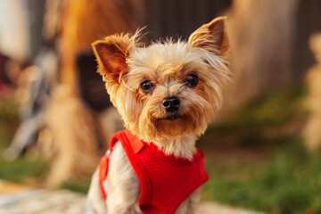 portrait of a yorkshire terrier in a red jacket