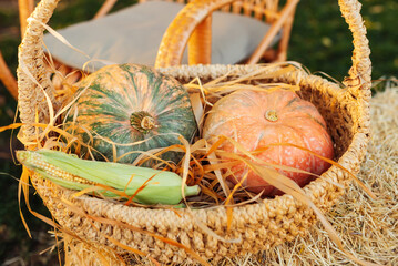 pumpkins and corn in a basket, harvesting